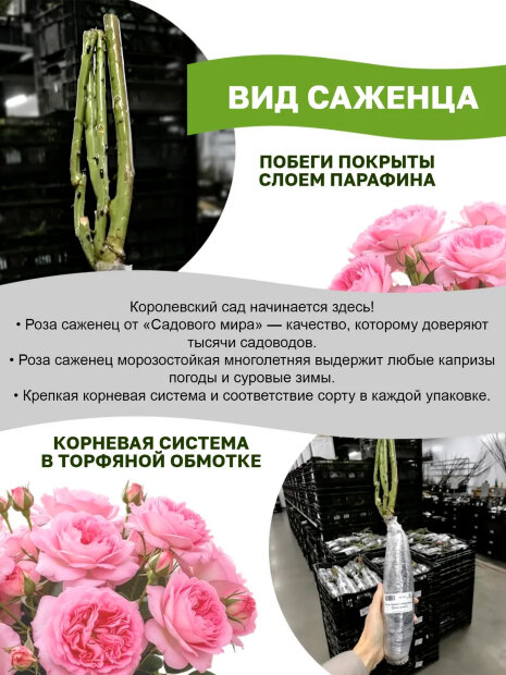Роза Тиара