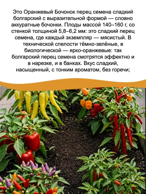 Перец сладкий Оранжевый Бочонок семена 
