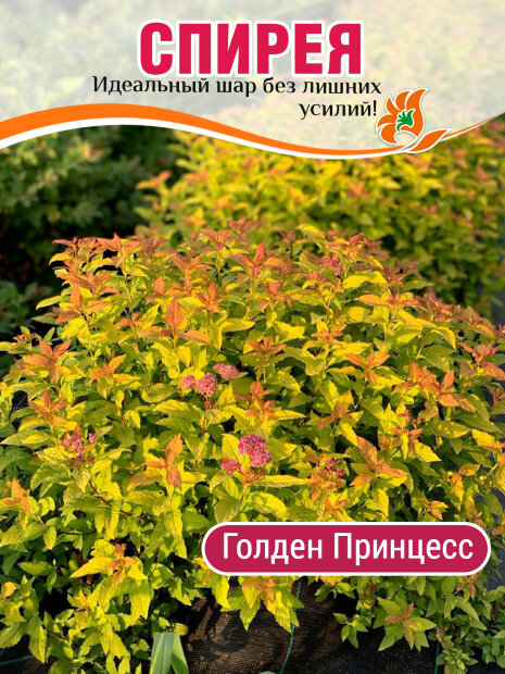 Спирея Голден Принцесс (японская) саженцы 