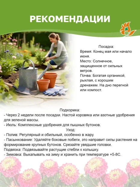 Георгин Марбл Болл (помпонный)