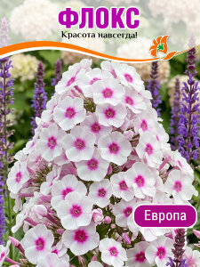 Флокс Европа Флокс Европа
