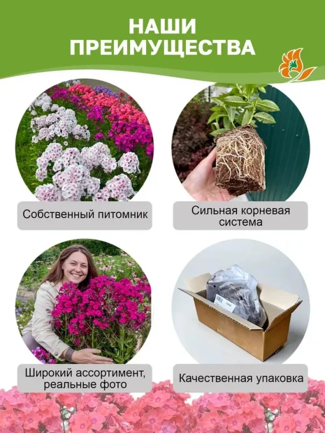 Флокс Европа