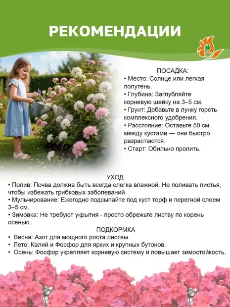 Флокс Европа