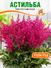Астильба Юник Руби Ред (гибридная)