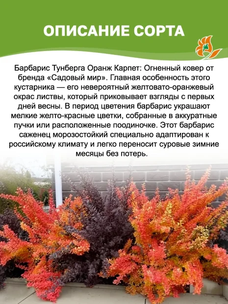 Барбарис Оранж Карпет (Тунберга)