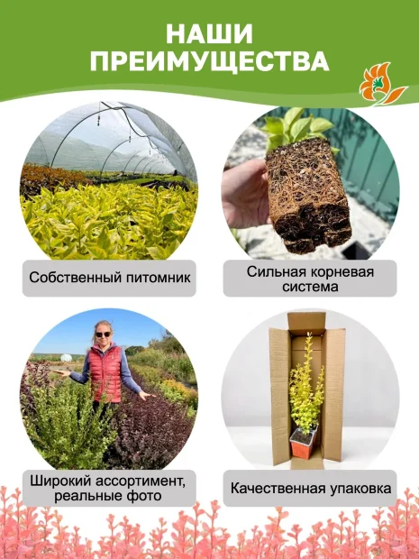 Барбарис Оранж Карпет (Тунберга)