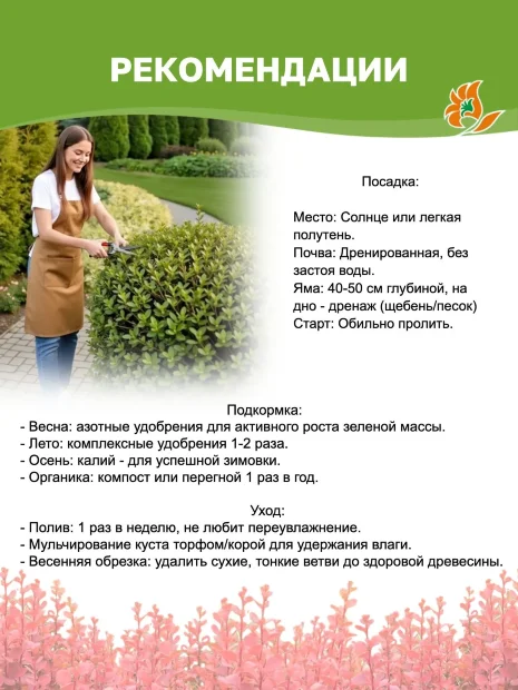 Барбарис Оранж Карпет (Тунберга)