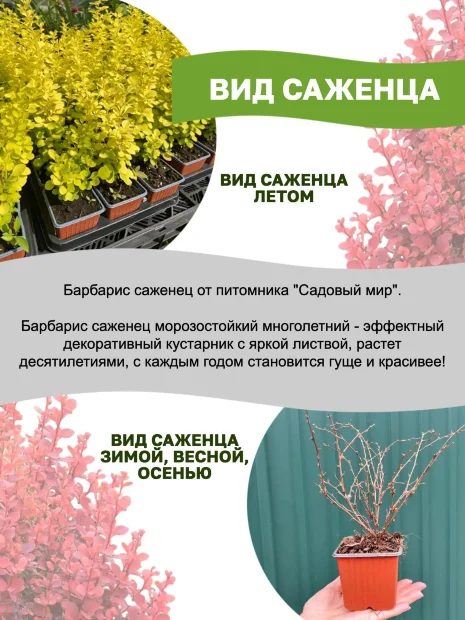 Барбарис Оранж Карпет (Тунберга)