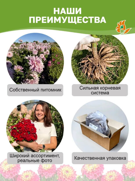 Георгин Парк Принцесс  (низкорослый)